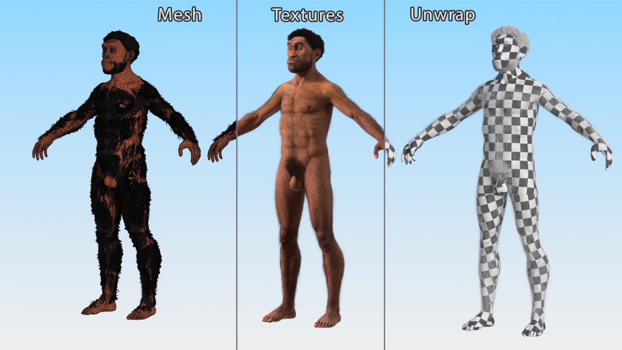 3D Homo Erectus Fur