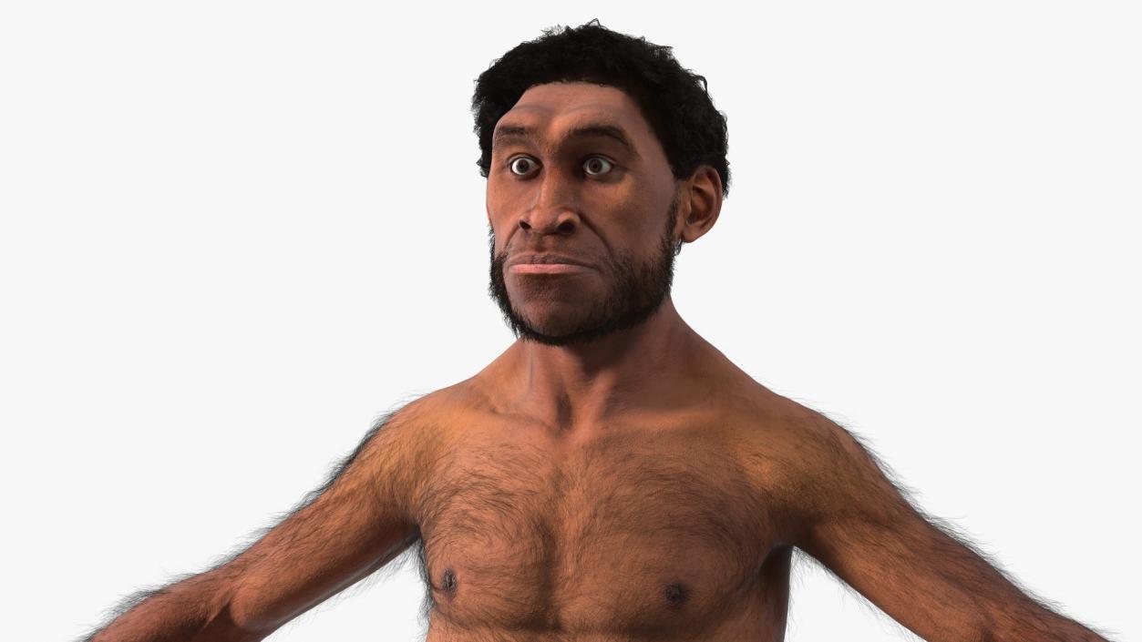 3D Homo Erectus Fur