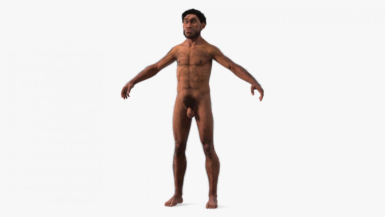 3D Homo Erectus Fur