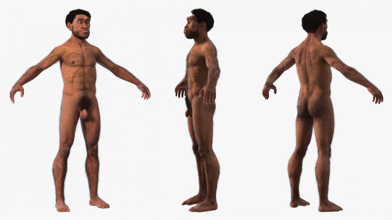 3D Homo Erectus Fur