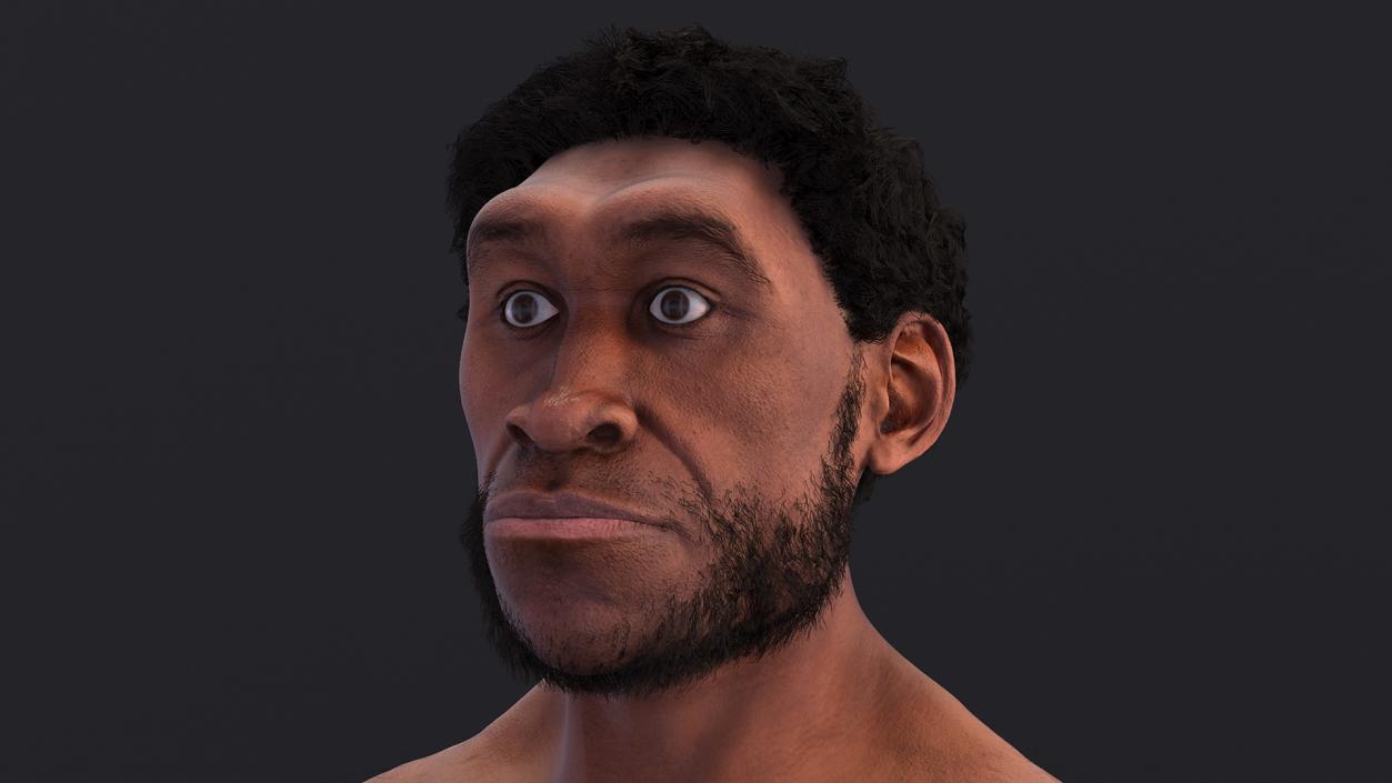 3D Homo Erectus Fur