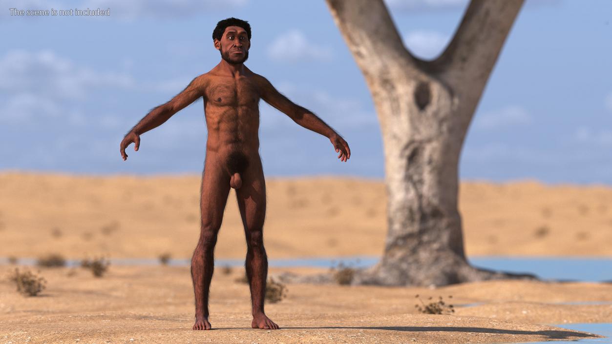 3D Homo Erectus Fur