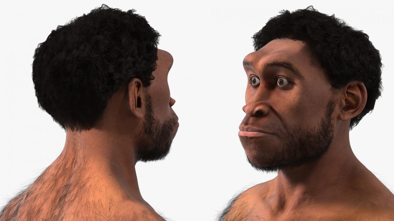 3D Homo Erectus Fur