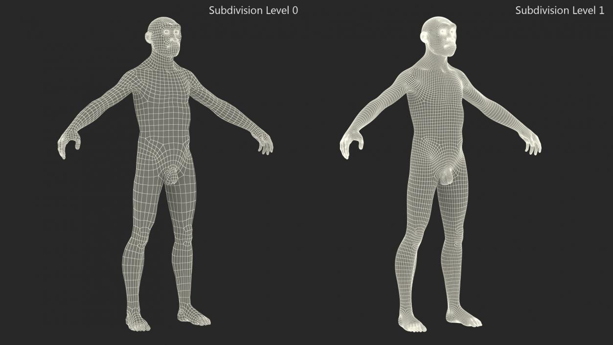 3D Homo Erectus Fur