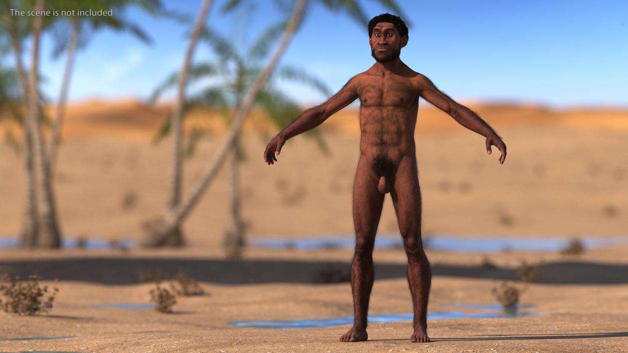 3D Homo Erectus Fur