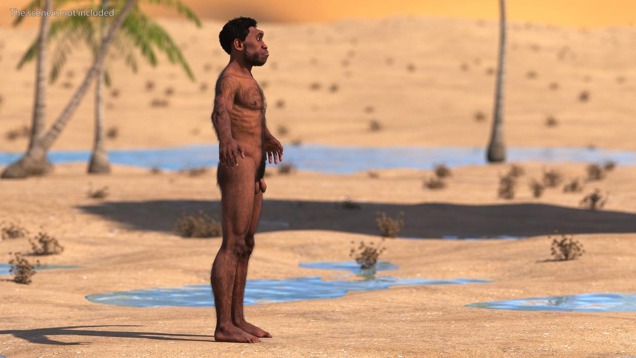 3D Homo Erectus Fur