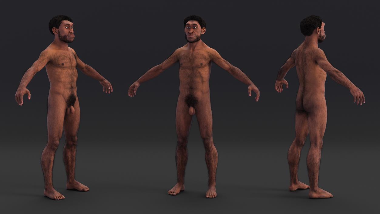 3D Homo Erectus Fur