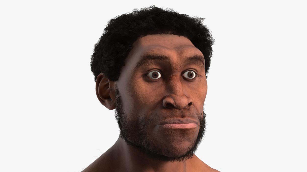 3D Homo Erectus Fur