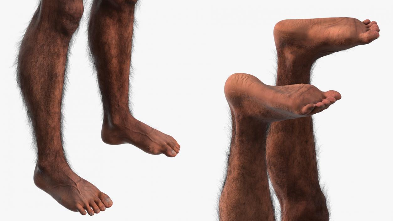 3D Homo Erectus Fur