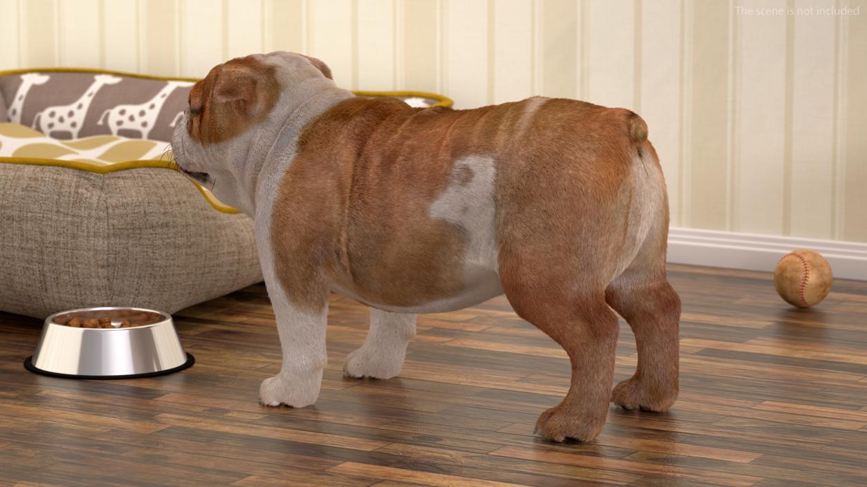 3D Bulldog Fur