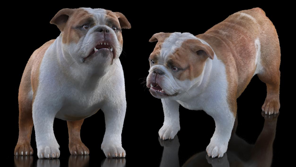 3D Bulldog Fur