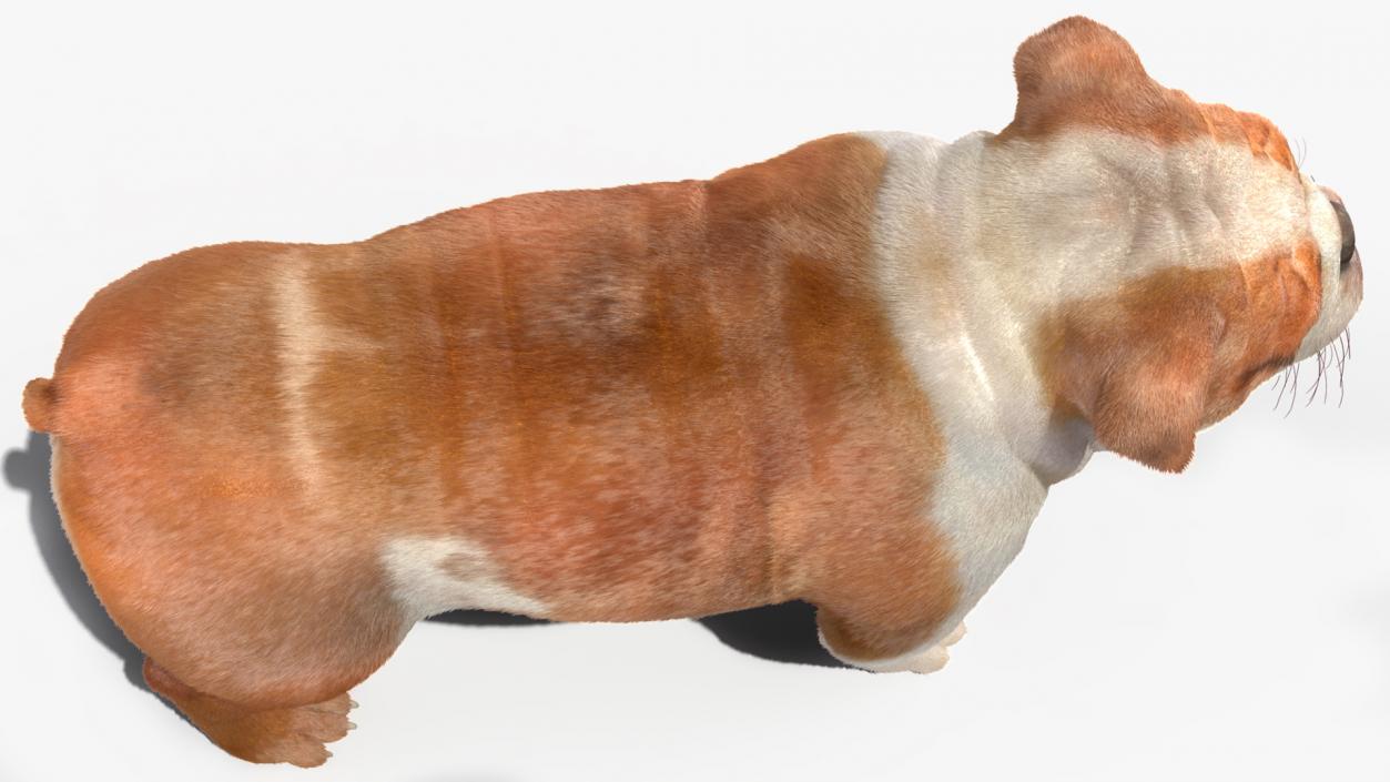 3D Bulldog Fur