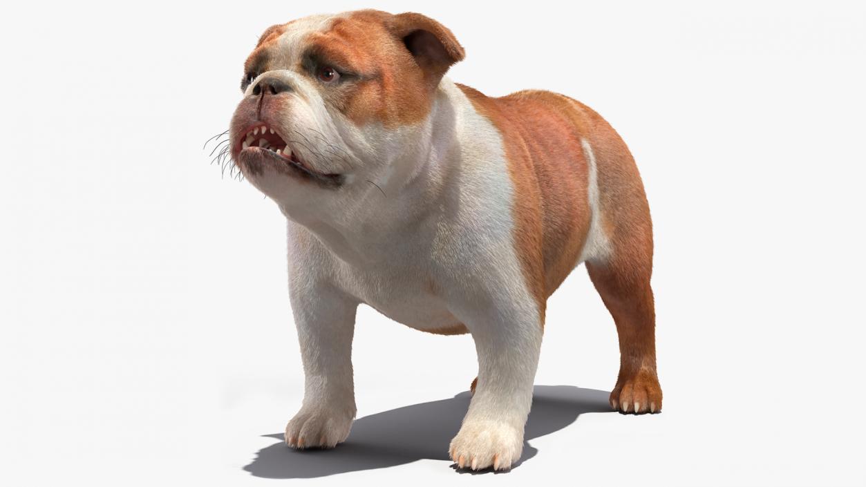 3D Bulldog Fur