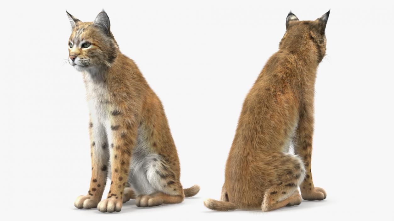 Lynx Rufus Sitting Fur 3D