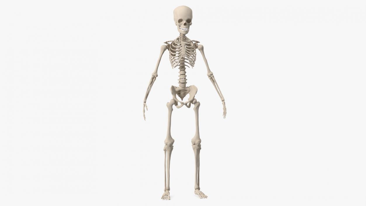 Boy Body Anatomy Collection 4 3D model