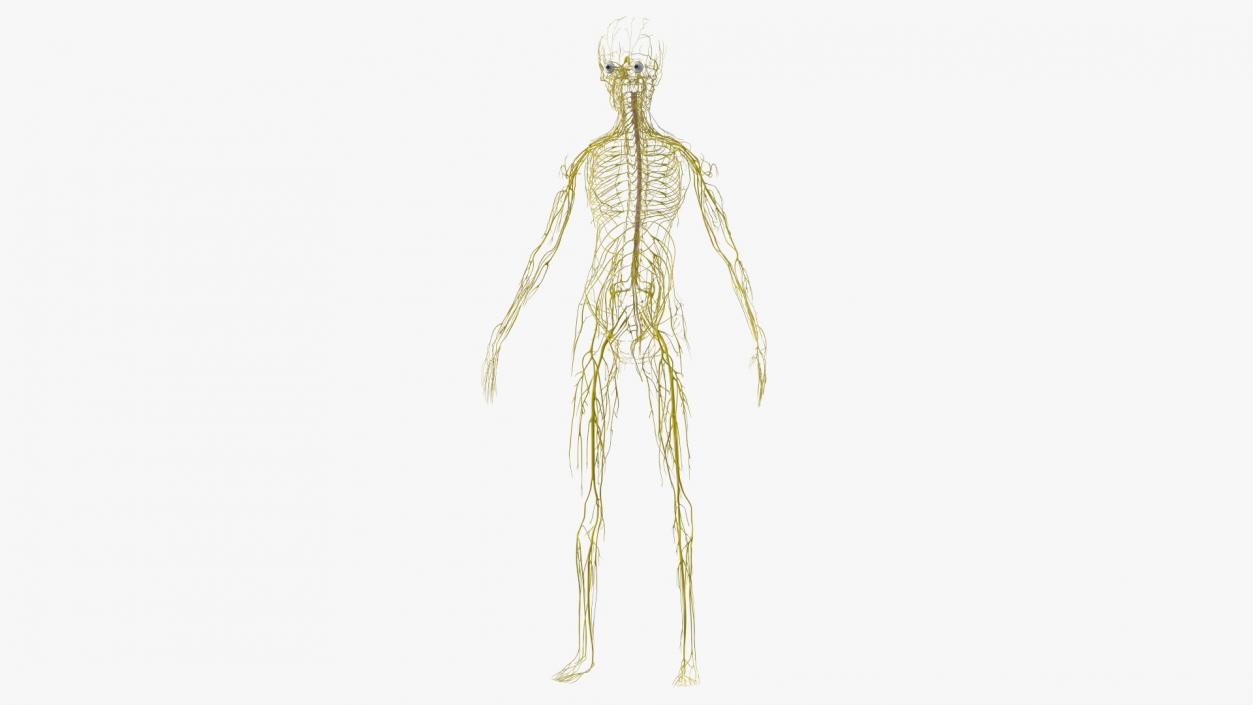 Boy Body Anatomy Collection 4 3D model