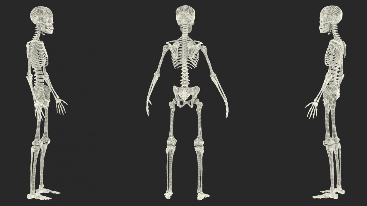 Boy Body Anatomy Collection 4 3D model