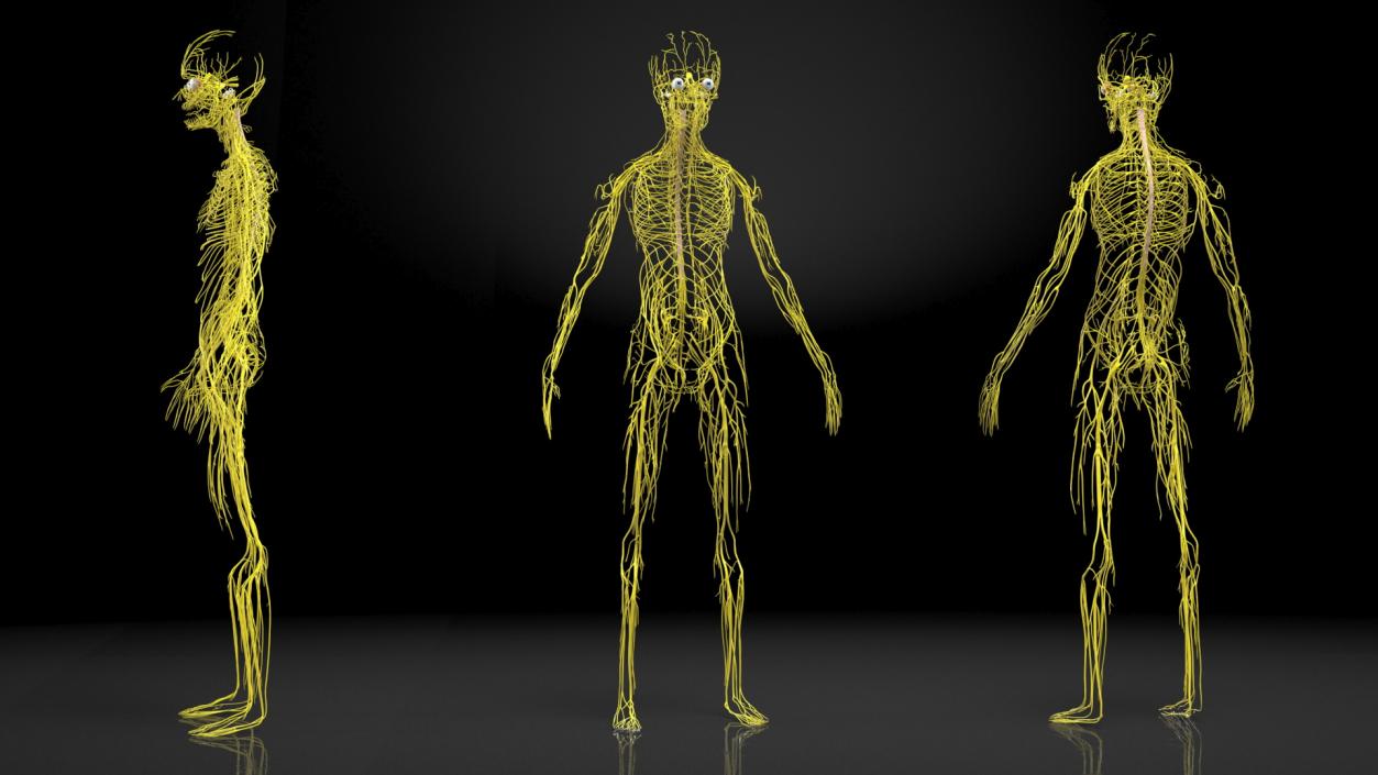 Boy Body Anatomy Collection 4 3D model