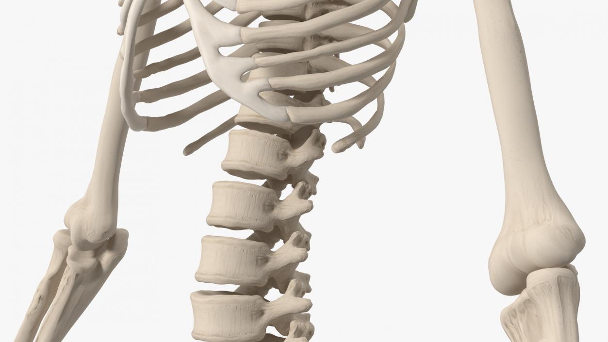 Boy Body Anatomy Collection 4 3D model