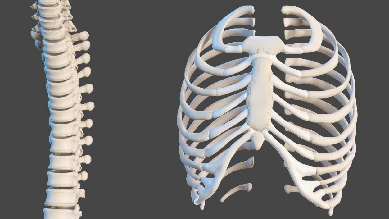 Boy Body Anatomy Collection 4 3D model