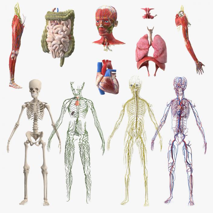 Boy Body Anatomy Collection 4 3D model