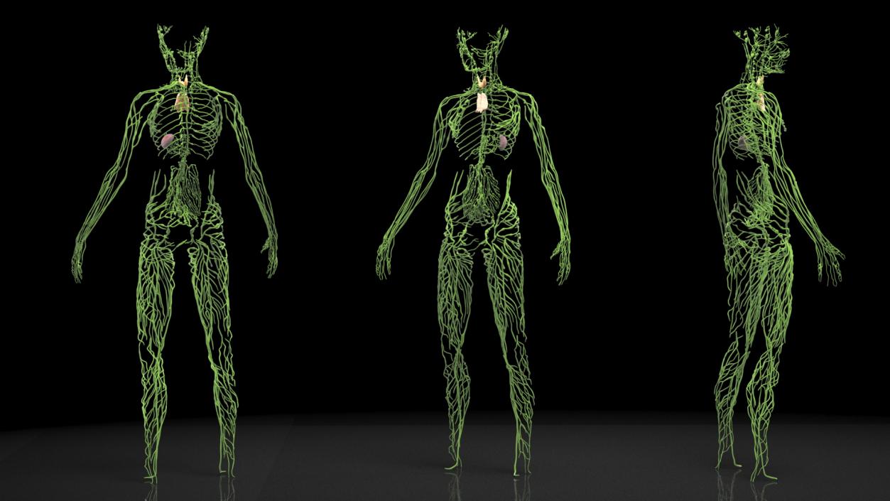 Boy Body Anatomy Collection 4 3D model