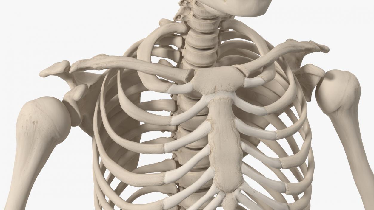 Boy Body Anatomy Collection 4 3D model