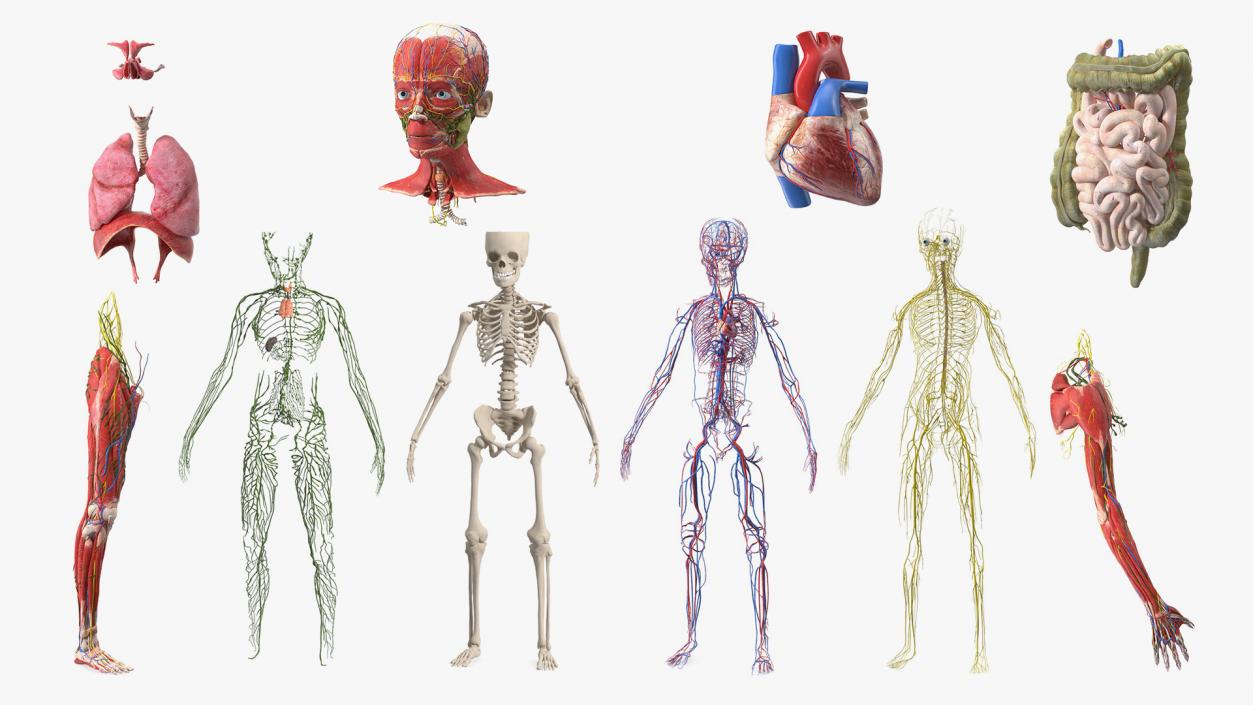 Boy Body Anatomy Collection 4 3D model