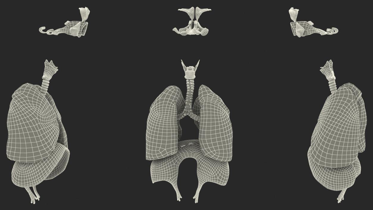 Boy Body Anatomy Collection 4 3D model