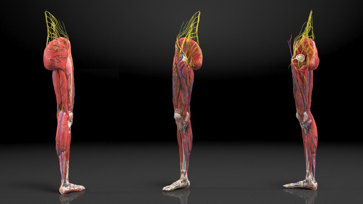 Boy Body Anatomy Collection 4 3D model