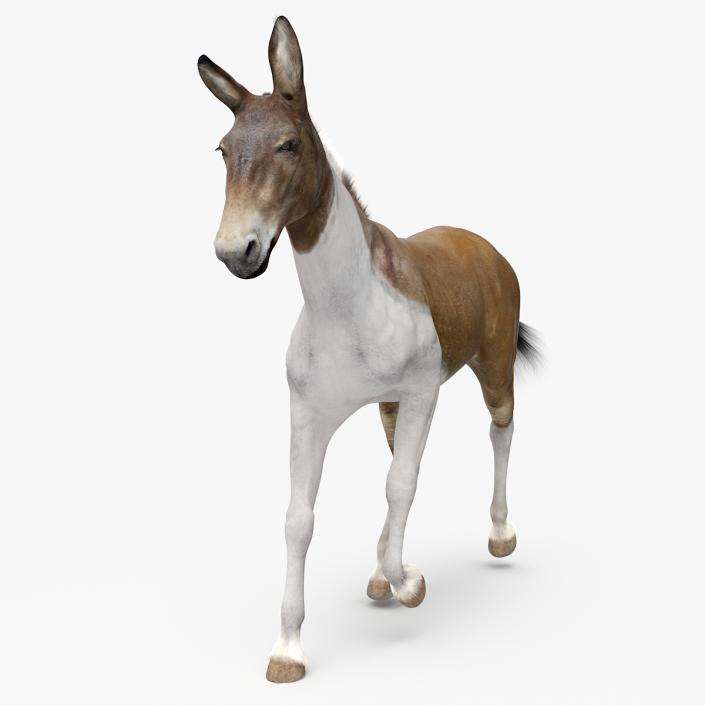 3D model Mule Fur Rigged