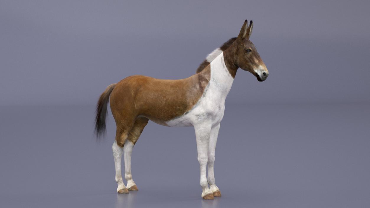 3D model Mule Fur Rigged