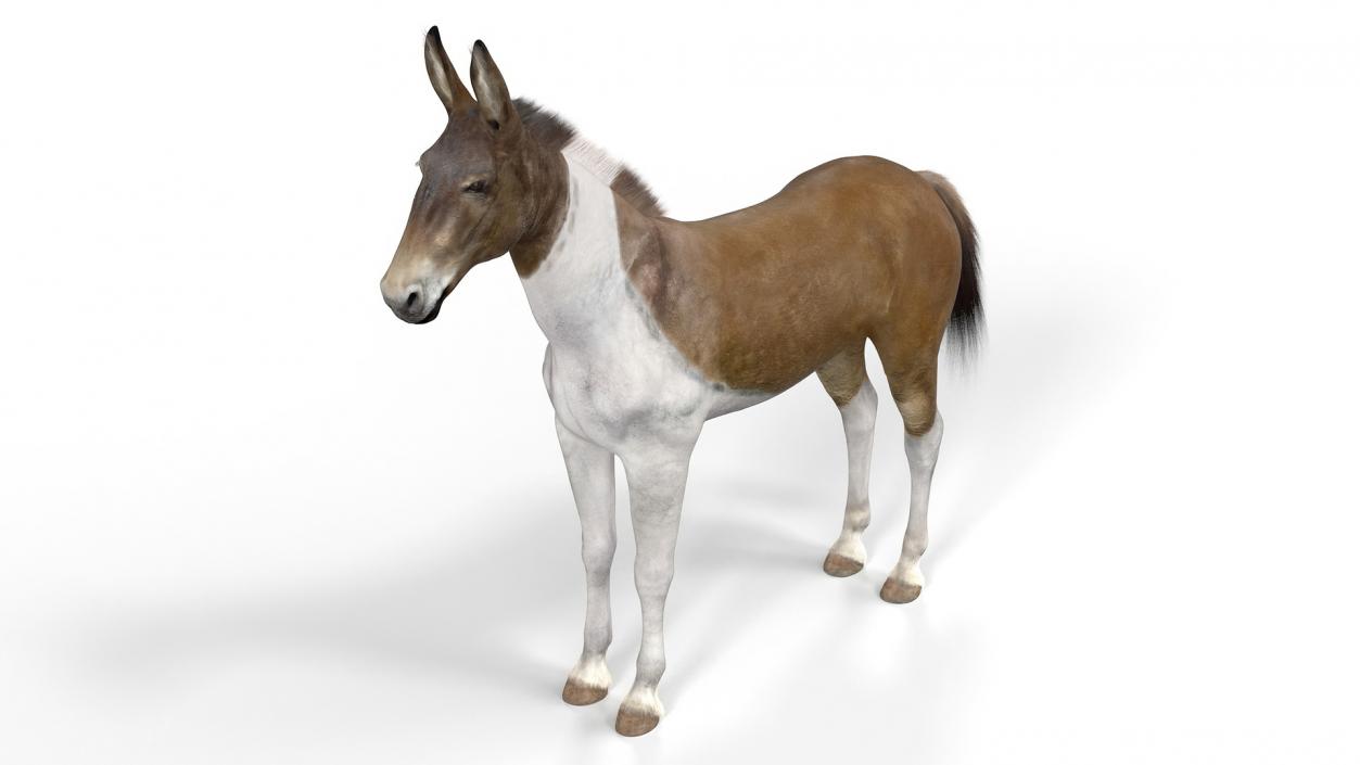 3D model Mule Fur Rigged