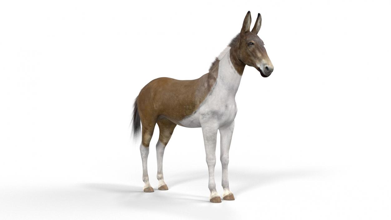 3D model Mule Fur Rigged