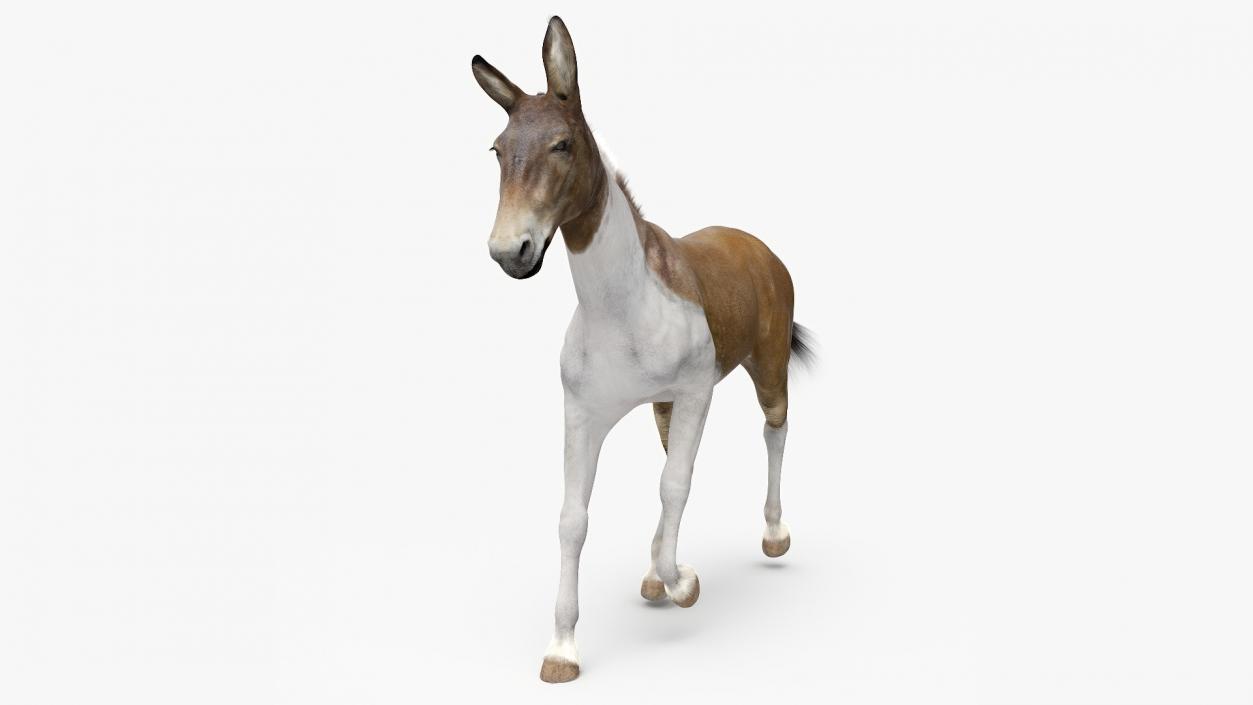 3D model Mule Fur Rigged