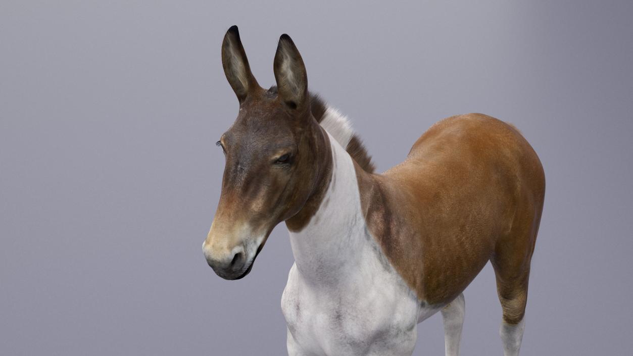 3D model Mule Fur Rigged