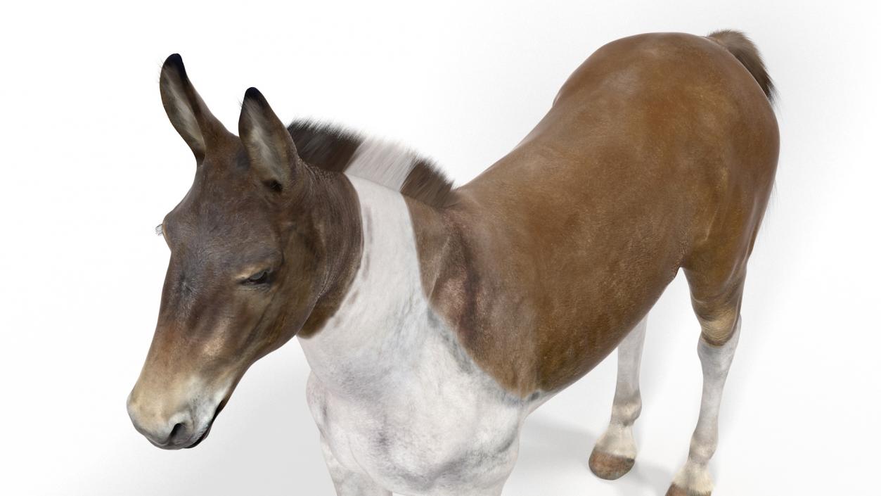 3D model Mule Fur Rigged