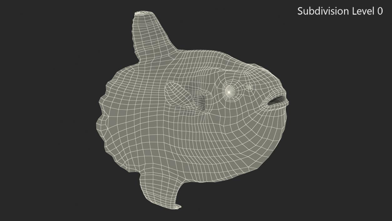 Ocean Sunfish Common Mola Rigged 3D