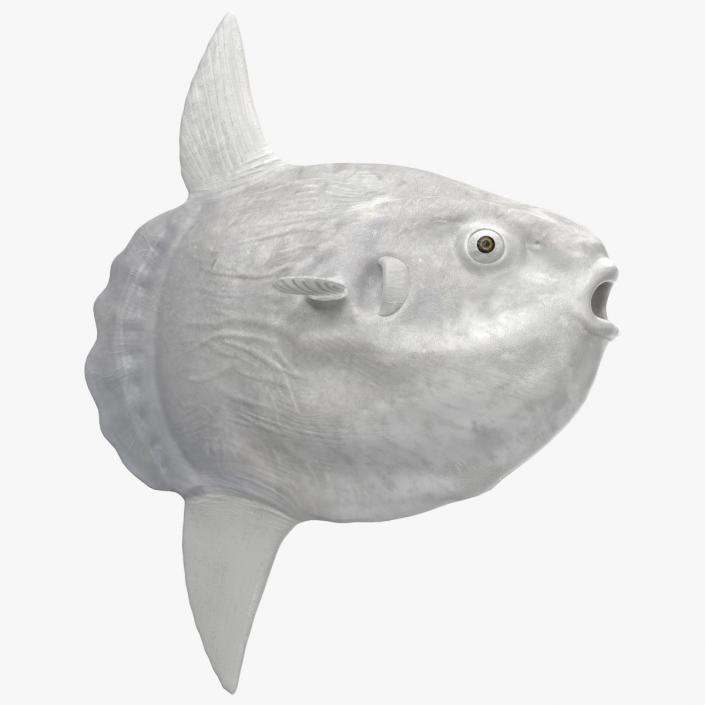 Ocean Sunfish Common Mola Rigged 3D