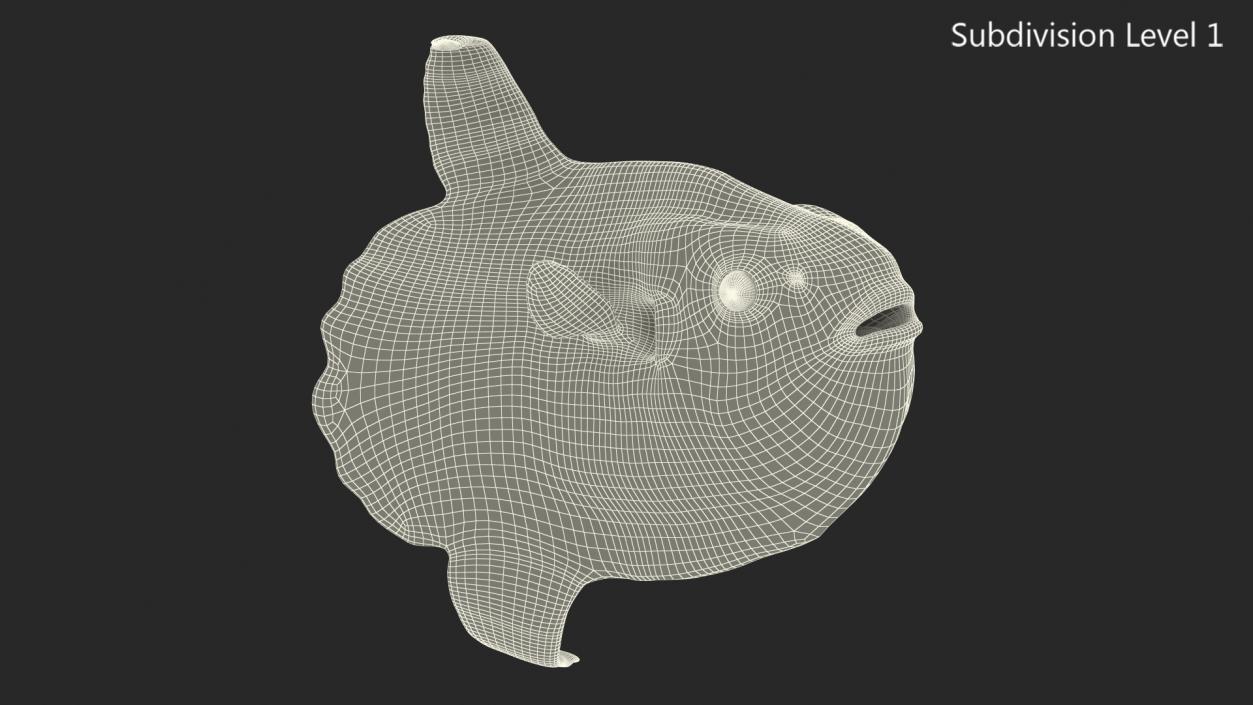 Ocean Sunfish Common Mola Rigged 3D