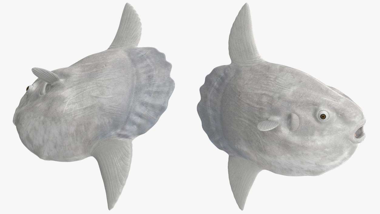 Ocean Sunfish Common Mola Rigged 3D