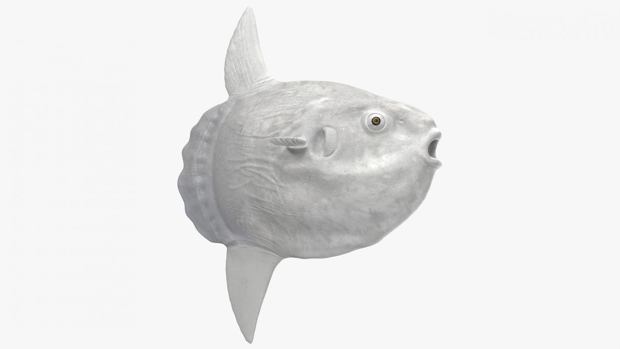 Ocean Sunfish Common Mola Rigged 3D