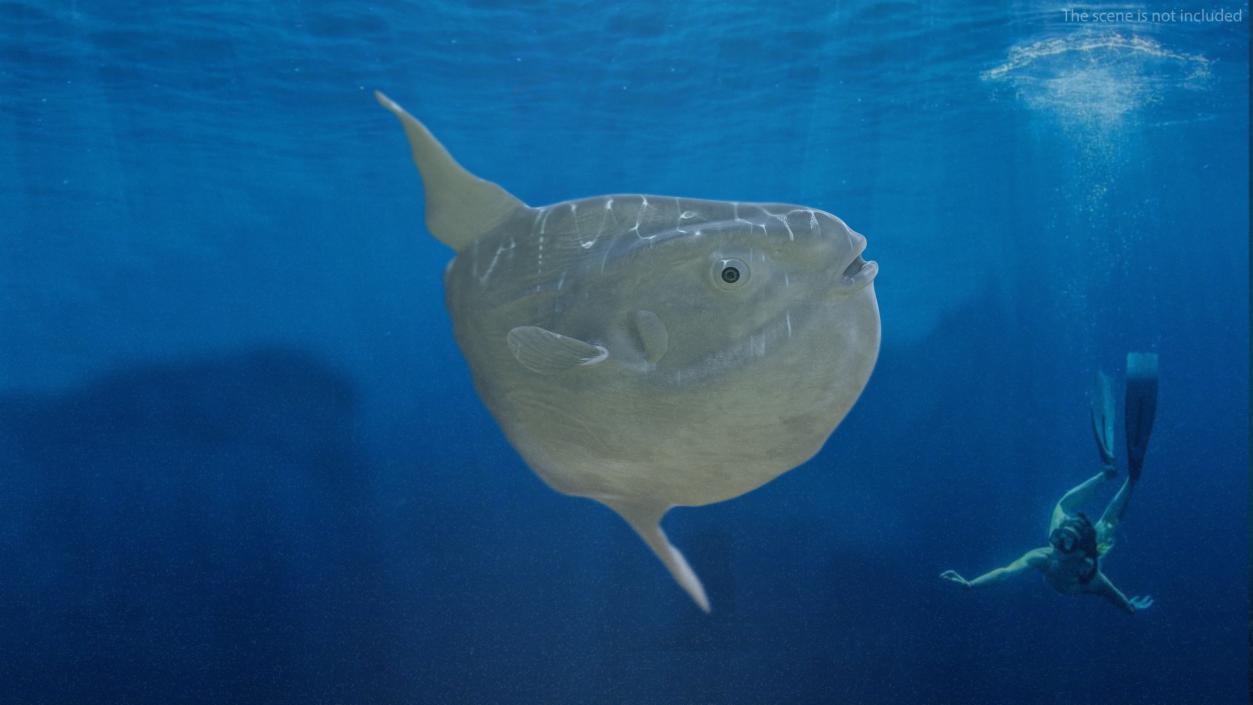 Ocean Sunfish Common Mola Rigged 3D