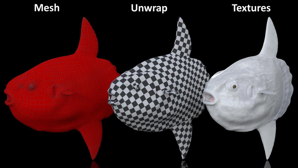 Ocean Sunfish Common Mola Rigged 3D