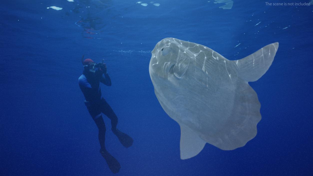 Ocean Sunfish Common Mola Rigged 3D