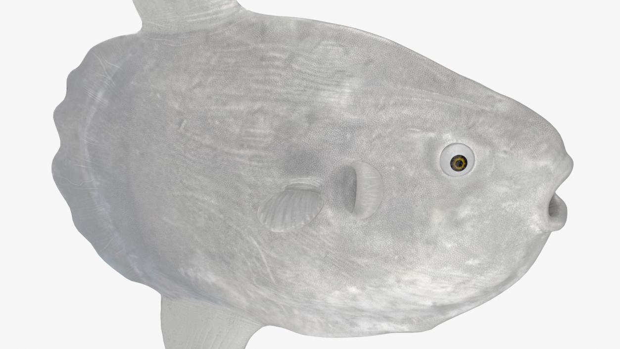 Ocean Sunfish Common Mola Rigged 3D