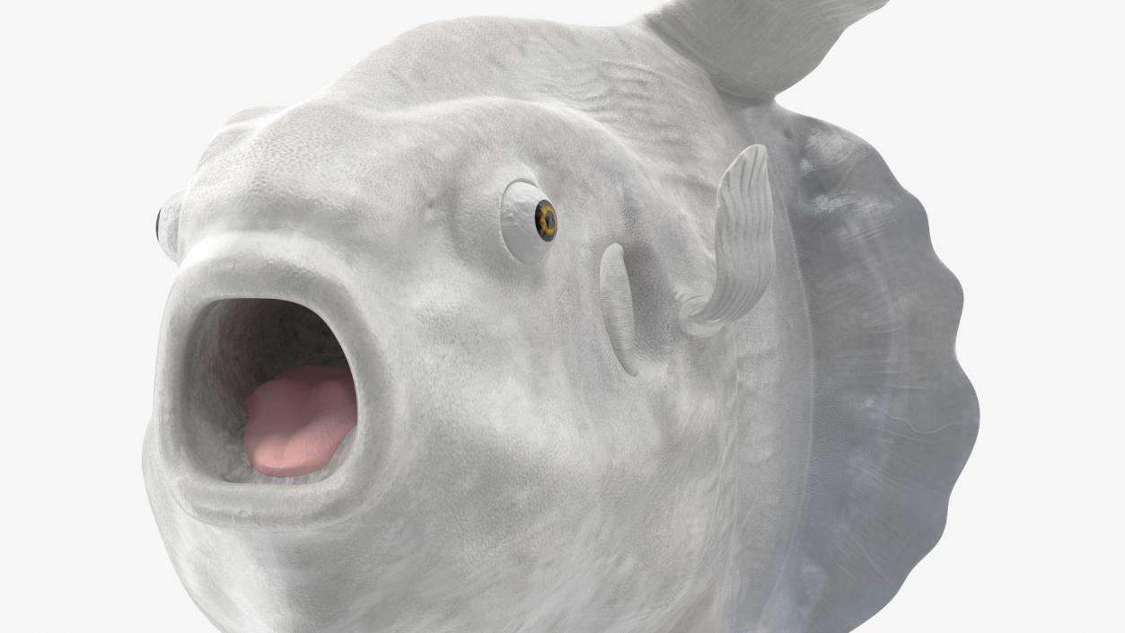 Ocean Sunfish Common Mola Rigged 3D