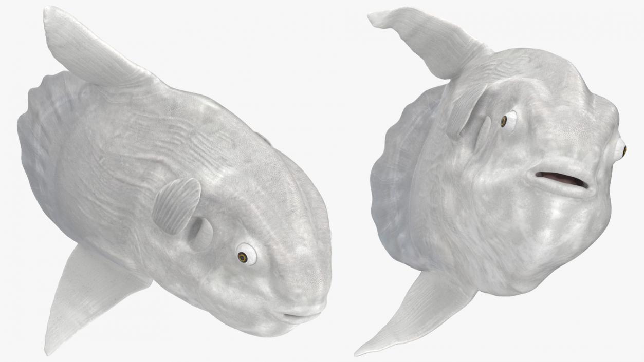 Ocean Sunfish Common Mola Rigged 3D