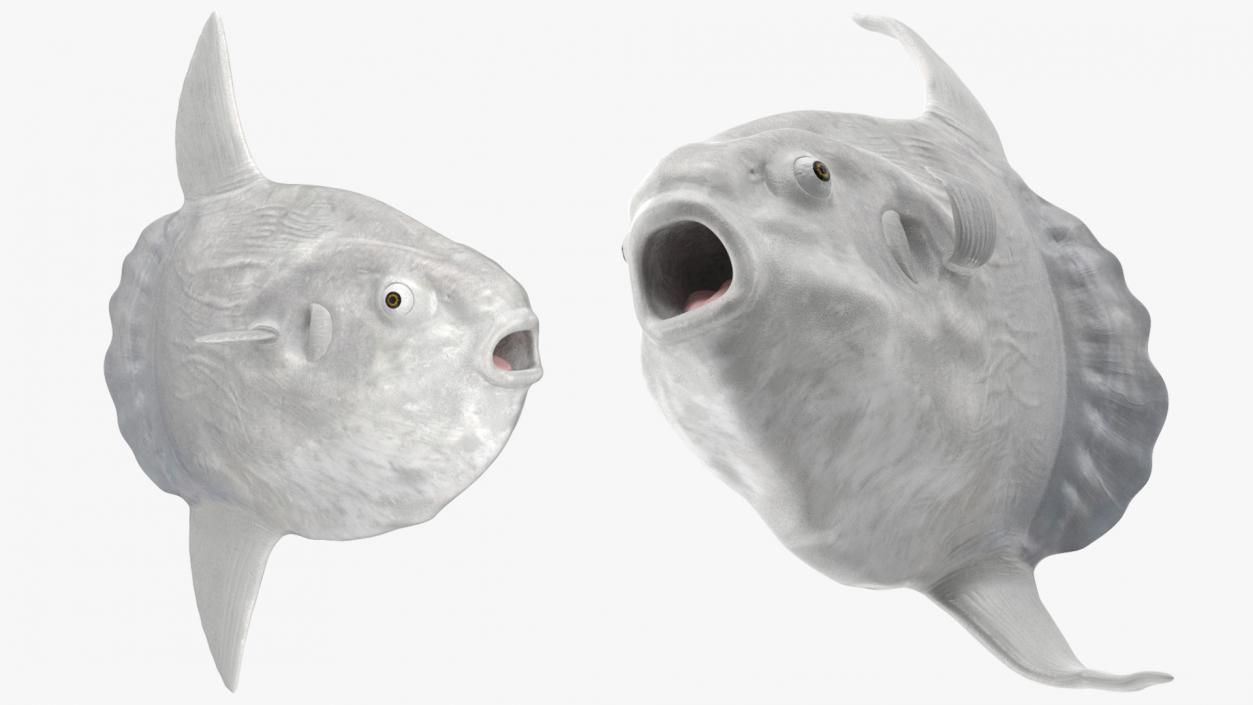 Ocean Sunfish Common Mola Rigged 3D