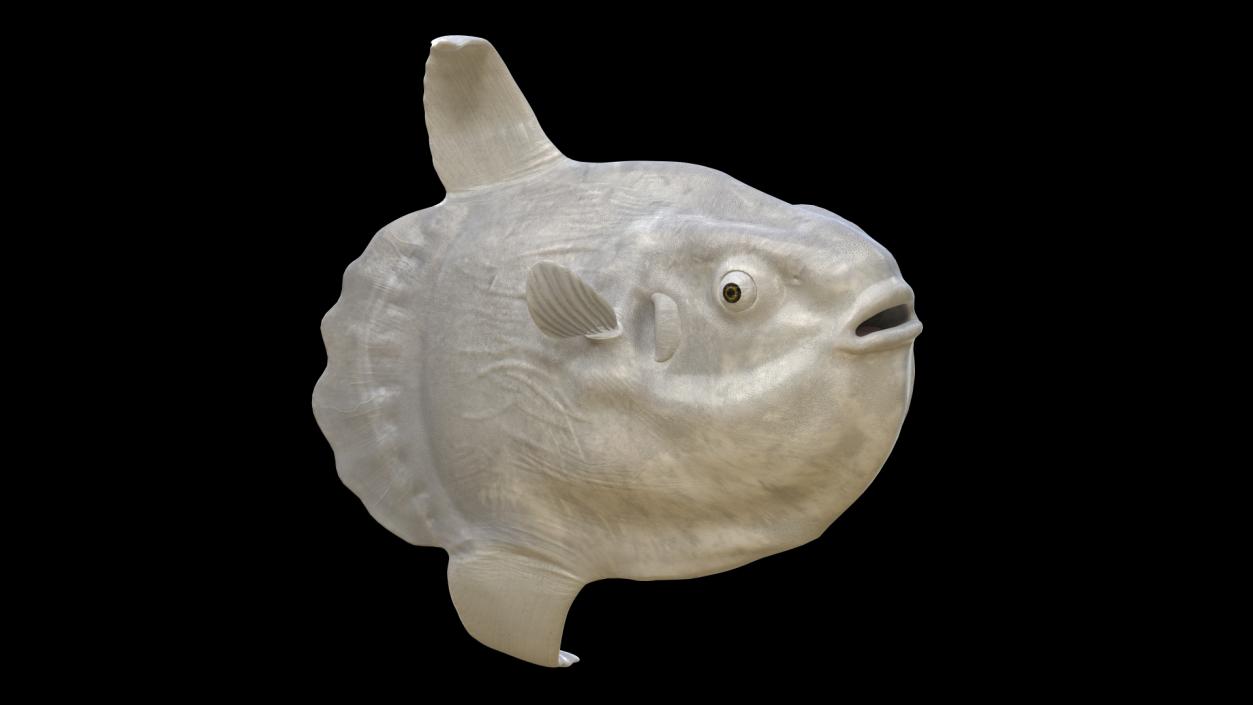 Ocean Sunfish Common Mola Rigged 3D